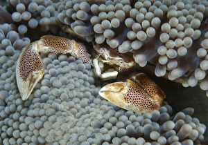 Red-spotted porcelain crab hiding in grey anemone Red-spotted porcelain crab hiding in grey anemone