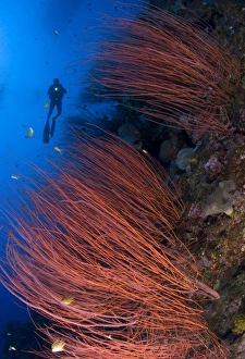 Red whip coral sea fan with diver, Papua New Guinea Red whip coral sea fan with diver, Papua New Guinea