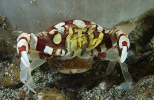 Red and white harlequin crab releasing its eggs, Indonesia Red and white harlequin crab releasing its eggs, Indonesia