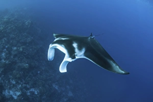 A reef manta ray swims past a coral reef in the Solomon Islands A reef manta ray swims past a coral reef in the Solomon Islands