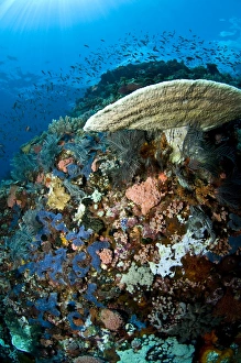 Reef scene with corals and fish, Komodo, Indonesia Reef scene with corals and fish, Komodo, Indonesia