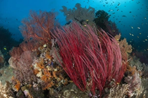 Reefscape with grand sea whip and gorgonian sea fans Reefscape with grand sea whip and gorgonian sea fans