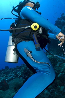 A remora attached to a diver, Kimbe Bay, Papua New Guinea A remora attached to a diver, Kimbe Bay, Papua New Guinea