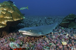 Resting whitetip reef shark over field of pink porites coral Resting whitetip reef shark over field of pink porites coral