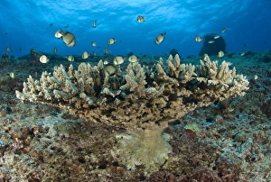 Reticulate humbugs gather under stone coral, Papua New Guinea Reticulate humbugs gather under stone coral, Papua New Guinea