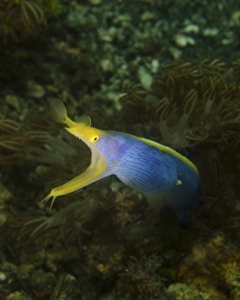 A ribbon eel (Rhinomuraena quaesita) in Indonesia A ribbon eel (Rhinomuraena quaesita) in Indonesia