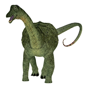 Prehistoric Herbivores Prints: Saltasaurus dinosaur, front view