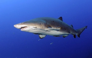 Sand Tiger Shark with remoras off coast of North Carolina Sand Tiger Shark with remoras off coast of North Carolina