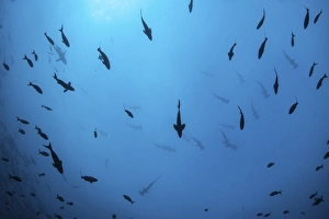 Scalloped hammerhead sharks swim near Cocos Island, Costa Rica Scalloped hammerhead sharks swim near Cocos Island, Costa Rica