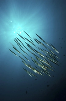 School of razorfish, North Sulawesi, Indonesia School of razorfish, North Sulawesi, Indonesia