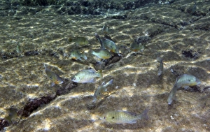 A school of Redbreast Sunfish swim around crevices in the river bottom A school of Redbreast Sunfish swim around crevices in the river bottom