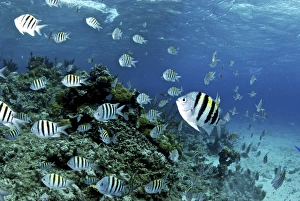 School of sergeant major fish, Nassau, The Bahamas School of sergeant major fish, Nassau, The Bahamas