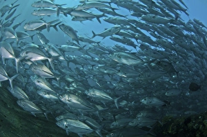 School of trevally swimming by, Bali, Indonesia School of trevally swimming by, Bali, Indonesia