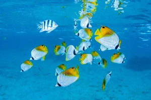 B Prints: Schooling Threadfin Butterflyfish Print