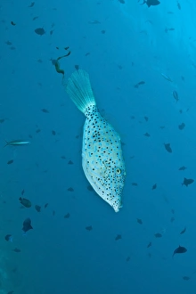 Scribbled filefish, Ari and Male Atoll, Maldives Scribbled filefish, Ari and Male Atoll, Maldives