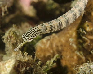 Close Up Fish Images Prints: A scribbled pipefish in Indonesia