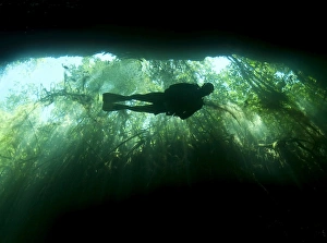 Scuba diver in the cavern part of the cenote system on the Yucatan Peninsula Scuba diver in the cavern part of the cenote system on the Yucatan Peninsula