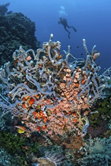 A scuba diver explores a colorful coral reef in Indonesia A scuba diver explores a colorful coral reef in Indonesia
