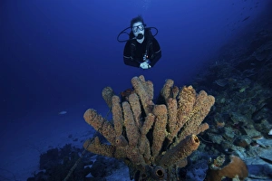 Scuba Diver swims underwater amongst sea sponges Scuba Diver swims underwater amongst sea sponges