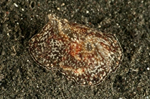 Sea hare with extended filaments, North Sulawesi Sea hare with extended filaments, North Sulawesi