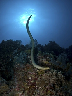 Sea krait snake, Great Barrier Reef, Australia Sea krait snake, Great Barrier Reef, Australia