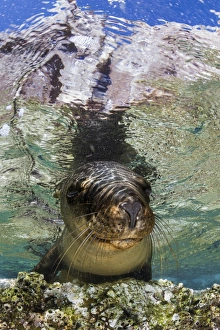 Sea Lion portrait, Los Islotes, La Paz, Mexico Sea Lion portrait, Los Islotes, La Paz, Mexico