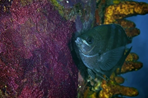 Sergeant Major watches over its eggs, Bonaire, Caribbean Netherlands Sergeant Major watches over its eggs, Bonaire, Caribbean Netherlands