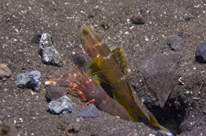 Shrimp goby and snapping shrimp look out their burrow, Papua New Guinea Shrimp goby and snapping shrimp look out their burrow, Papua New Guinea