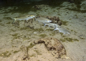 A small school of Grey Mullet swim in formation A small school of Grey Mullet swim in formation