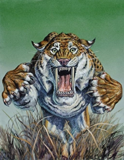Sabertooth Prints: Smilodon Print: Large Cat Charging Forward