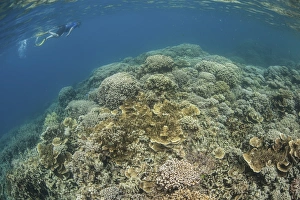 A snorkeler explores a healthy coral reef in Palaus lagoon A snorkeler explores a healthy coral reef in Palaus lagoon