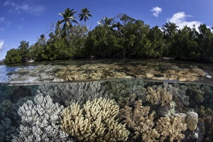 Soft leather corals grow in the shallow waters in the Solomon Islands Soft leather corals grow in the shallow waters in the Solomon Islands