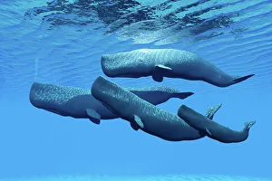 Dolphins And Whale Prints: Sperm Whale Family Print