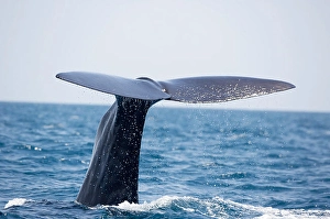 Sperm Whale Tail Prints: A sperm whale, Physeter macrocephalus
