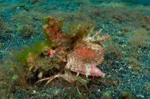Lembeh Strait Fish Prints: Spiny devilfish, Lembeh Strait