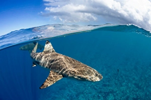 Carcharhinus Melanopterus Prints: Split view of a blacktip reef shark