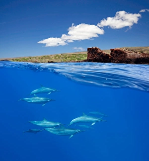 Spinner Dolphins Prints: A split view of spinner dolphins