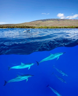Spinner Dolphins Prints: A split view of spinner dolphins