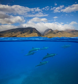 Spinner Dolphins Prints: A split view of spinner dolphins