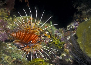 A Spotfin Lionfish flares its dorsel spines and fins, Papua New Guinea A Spotfin Lionfish flares its dorsel spines and fins, Papua New Guinea