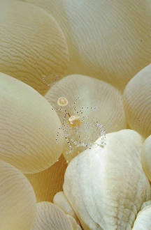 Spotted cleaner shrimp in beige bubble coral, North Sulawesi Spotted cleaner shrimp in beige bubble coral, North Sulawesi