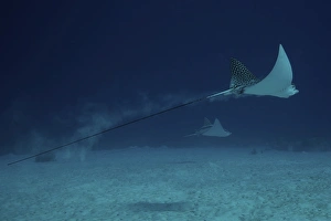 Spotted Eagle Rays glide effortlessly through the water Spotted Eagle Rays glide effortlessly through the water