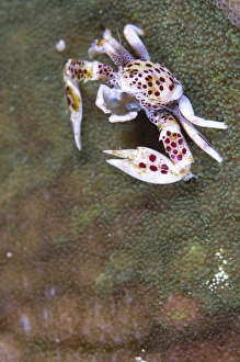 Spotted porcelain crab feeding on plankton, Solomon Islands Spotted porcelain crab feeding on plankton, Solomon Islands