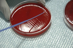 Staphylococcus Bacteria from human skin grown on agar Staphylococcus Bacteria from human skin grown on agar