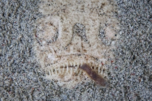 A stargazer fish camouflages itself in the sand A stargazer fish camouflages itself in the sand