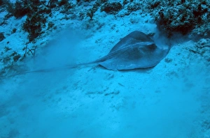 A stingray stirs up the sandy bottom off the coast of Grandy Cayman Island A stingray stirs up the sandy bottom off the coast of Grandy Cayman Island
