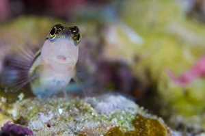 Striped blenny perched on rock, Solomon Islands Striped blenny perched on rock, Solomon Islands