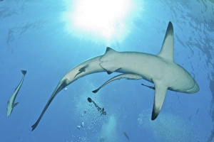 Sunrays shining on an oceanic blacktip shark with remora Sunrays shining on an oceanic blacktip shark with remora