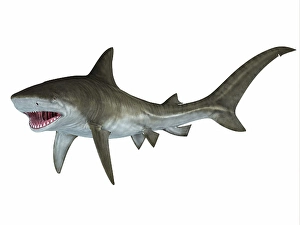 Framed Print : Tiger Shark Print Ready to Attack Framed Print : Tiger Shark Print Ready to Attack