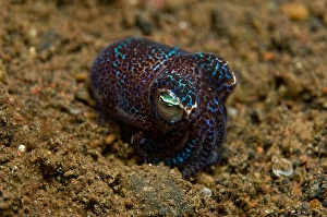 Tiny Bobtail Squid Print in Sand